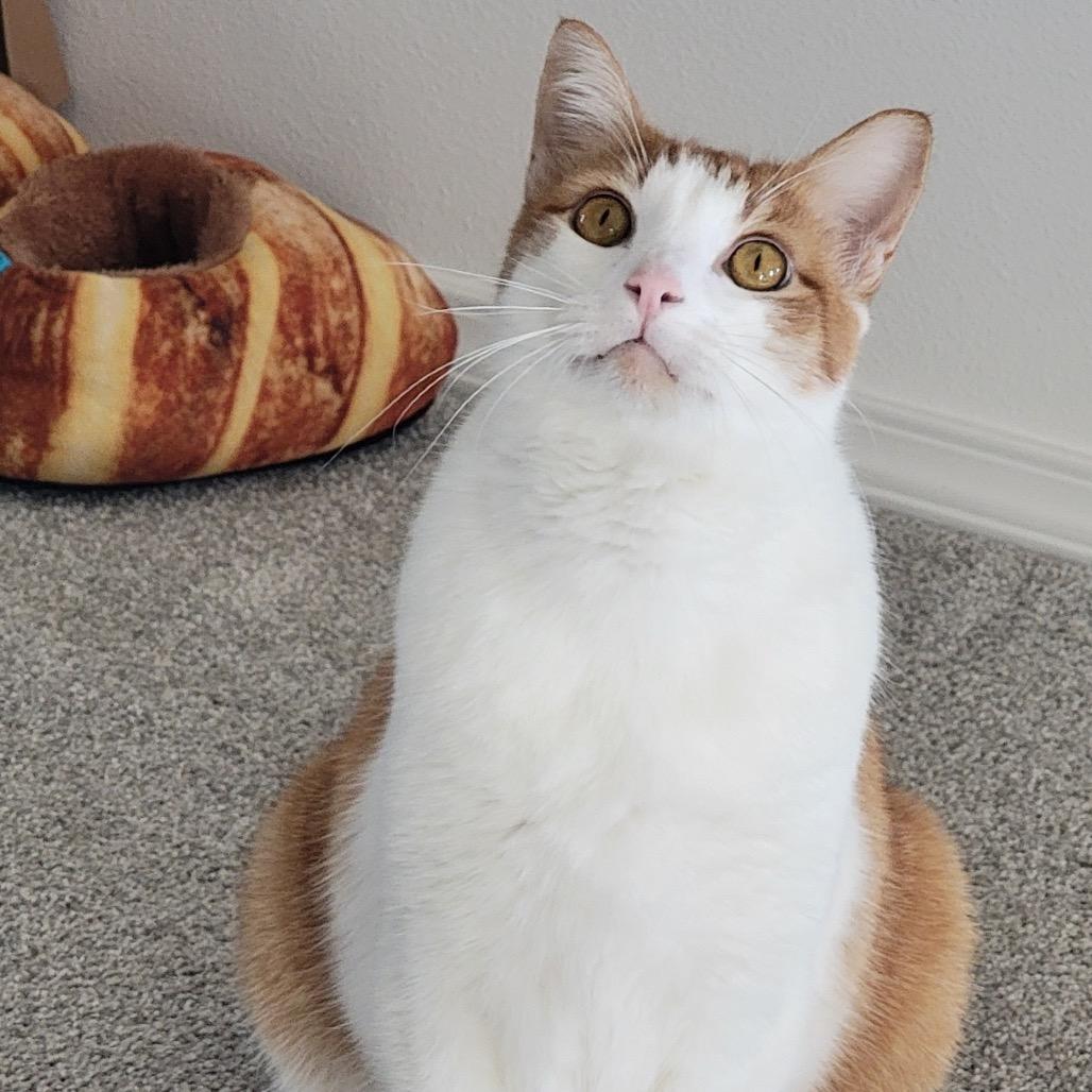 Enlarge Charlie, a Adoptable Domestic Short Hair in Spokane, WA image 2/5