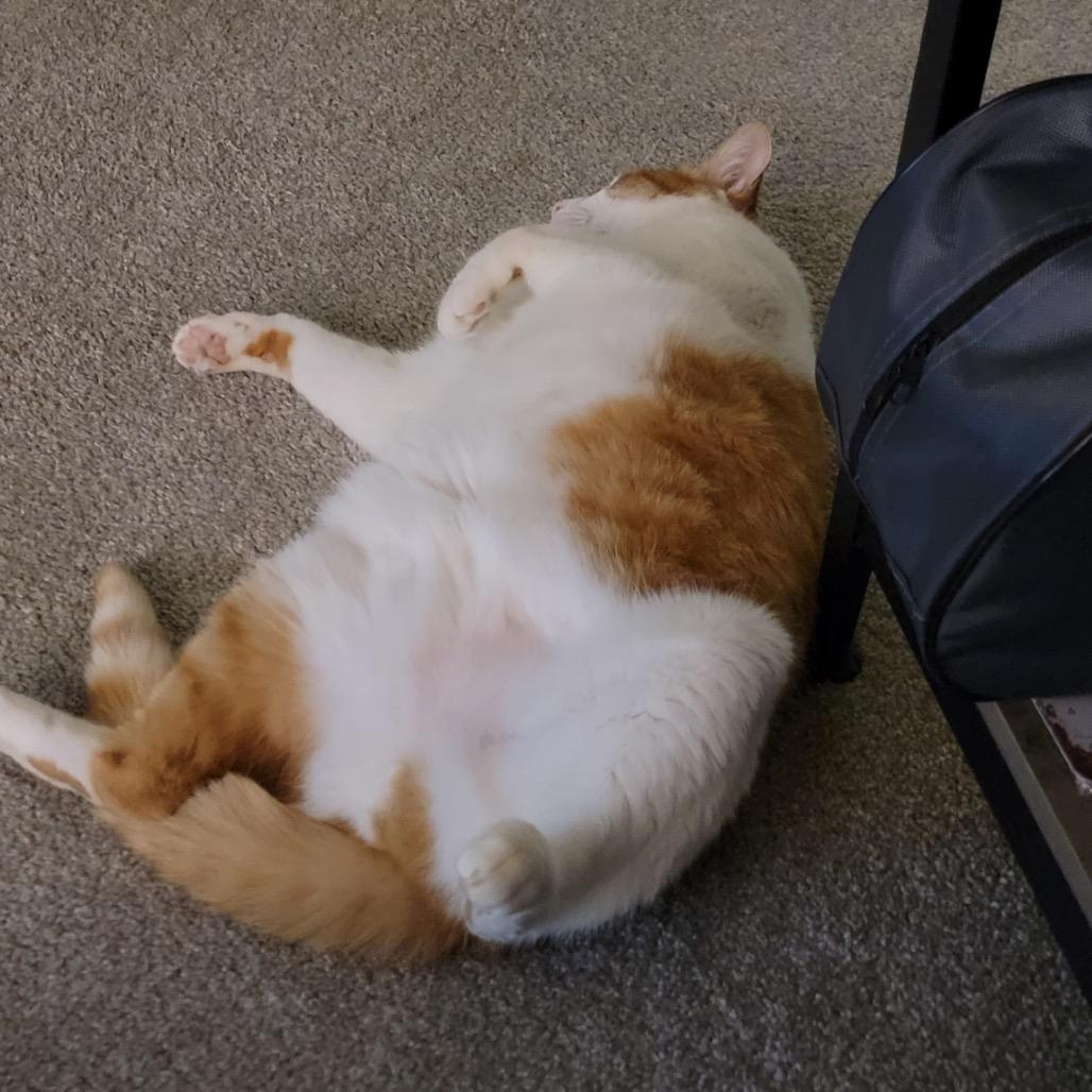 Enlarge Charlie, a Adoptable Domestic Short Hair in Spokane, WA image 3/5