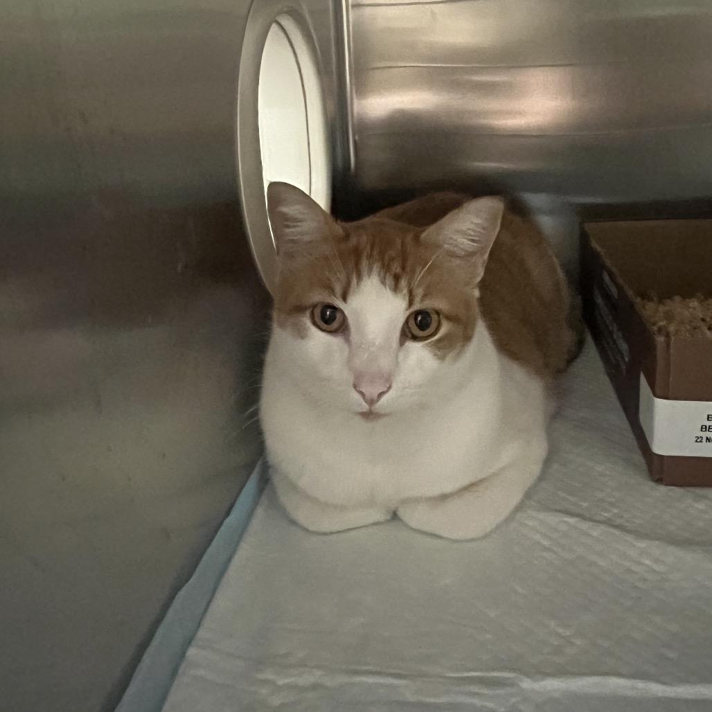 Enlarge Charlie, a Adoptable Domestic Short Hair in Spokane, WA image 4/5