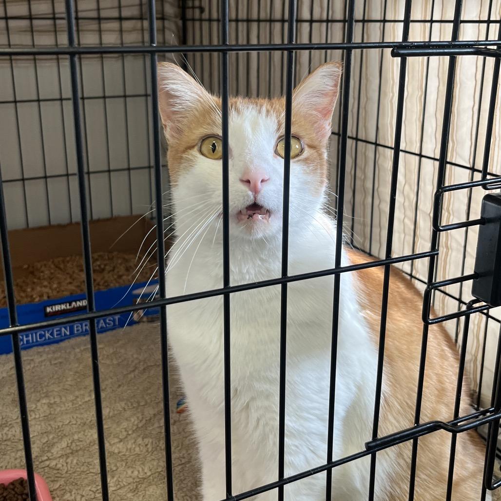 Enlarge Charlie, a Adoptable Domestic Short Hair in Spokane, WA image 5/5