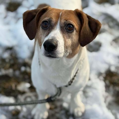 Izzy, ADOPTABLE, Adult Female Jack Russell Terrier & Beagle.