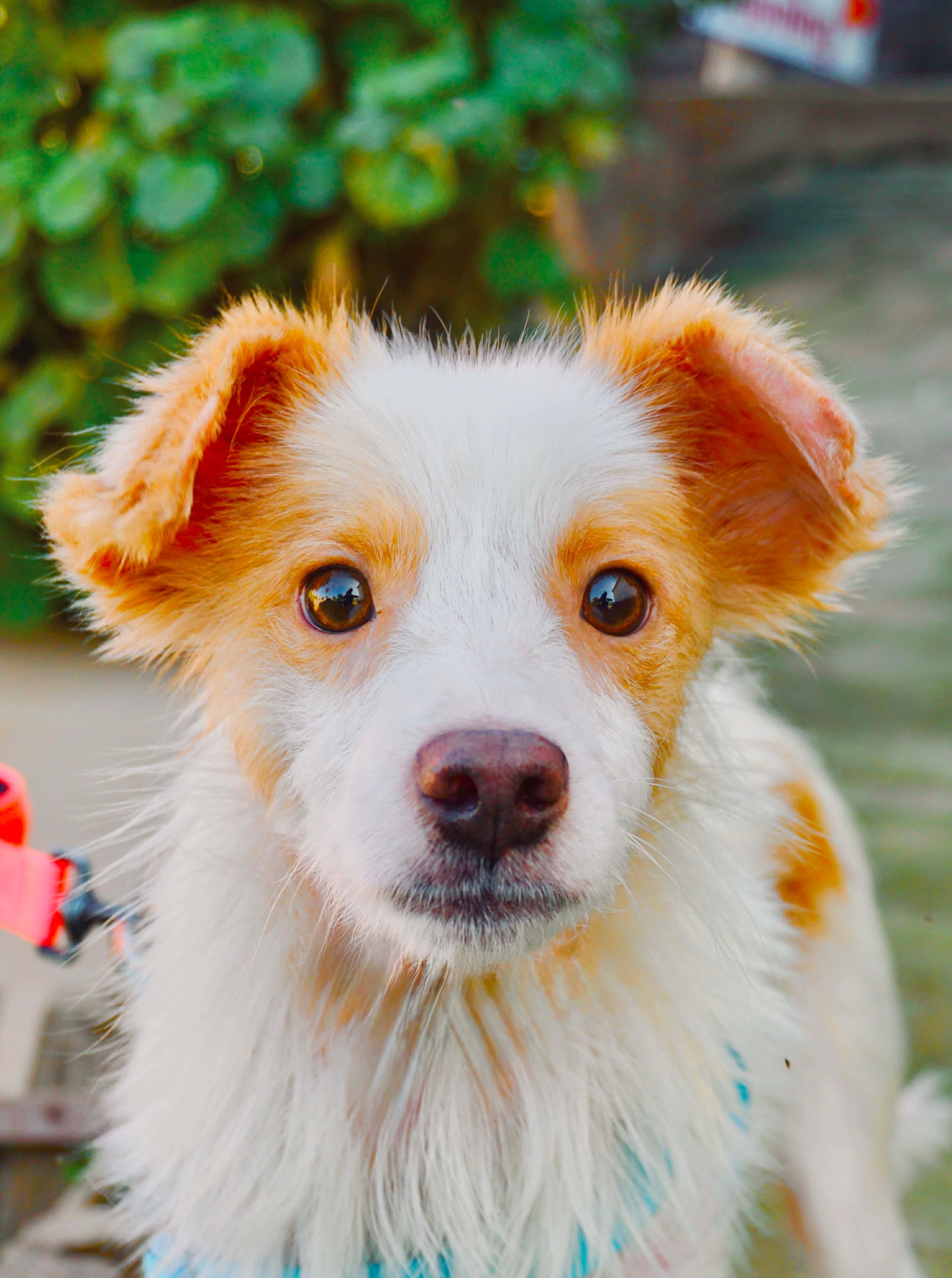 Enlarge Yossie, a Adoptable mixed breed in San Diego, CA image 2/3