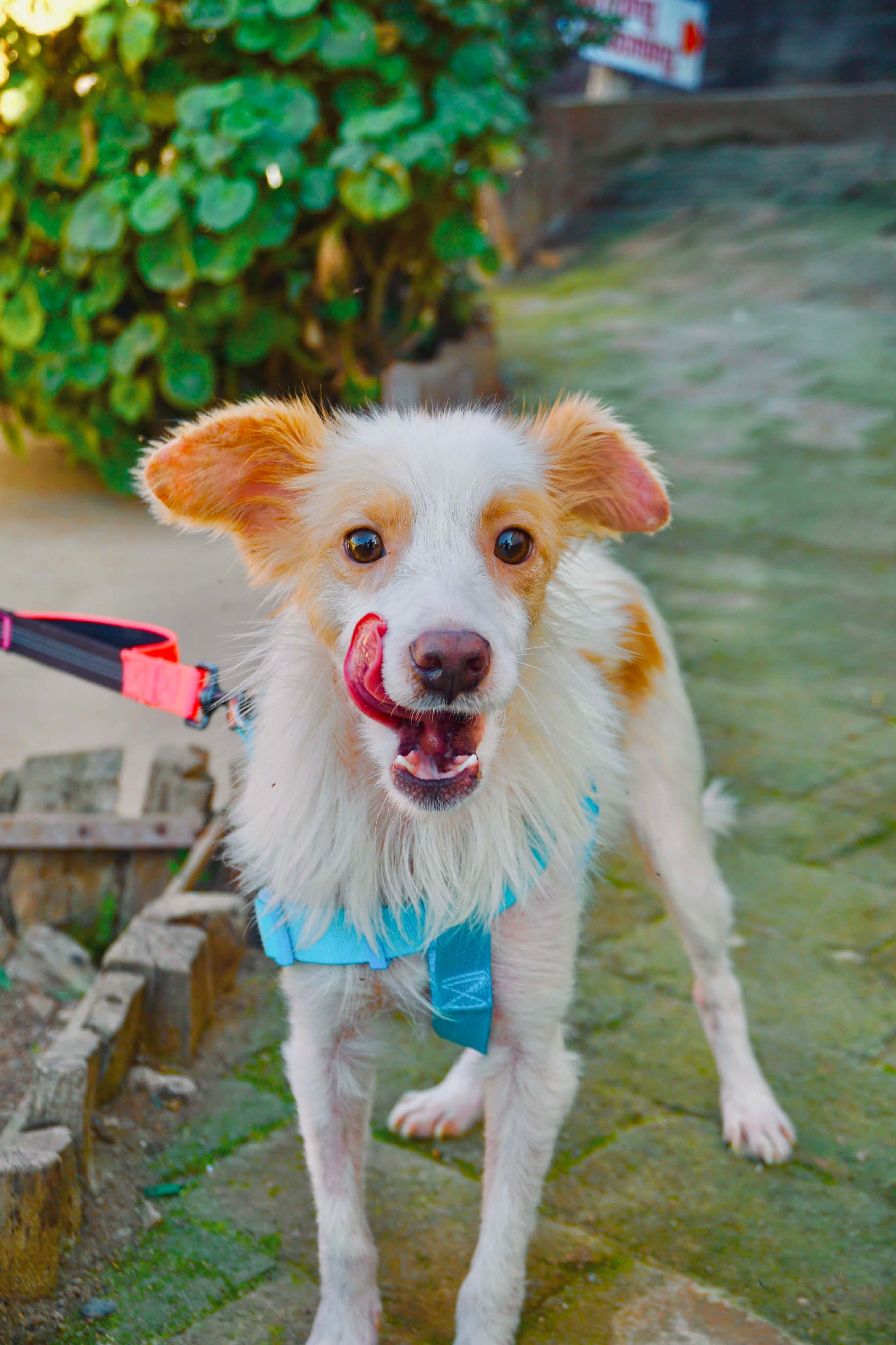 Enlarge Yossie, a Adoptable mixed breed in San Diego, CA image 3/3