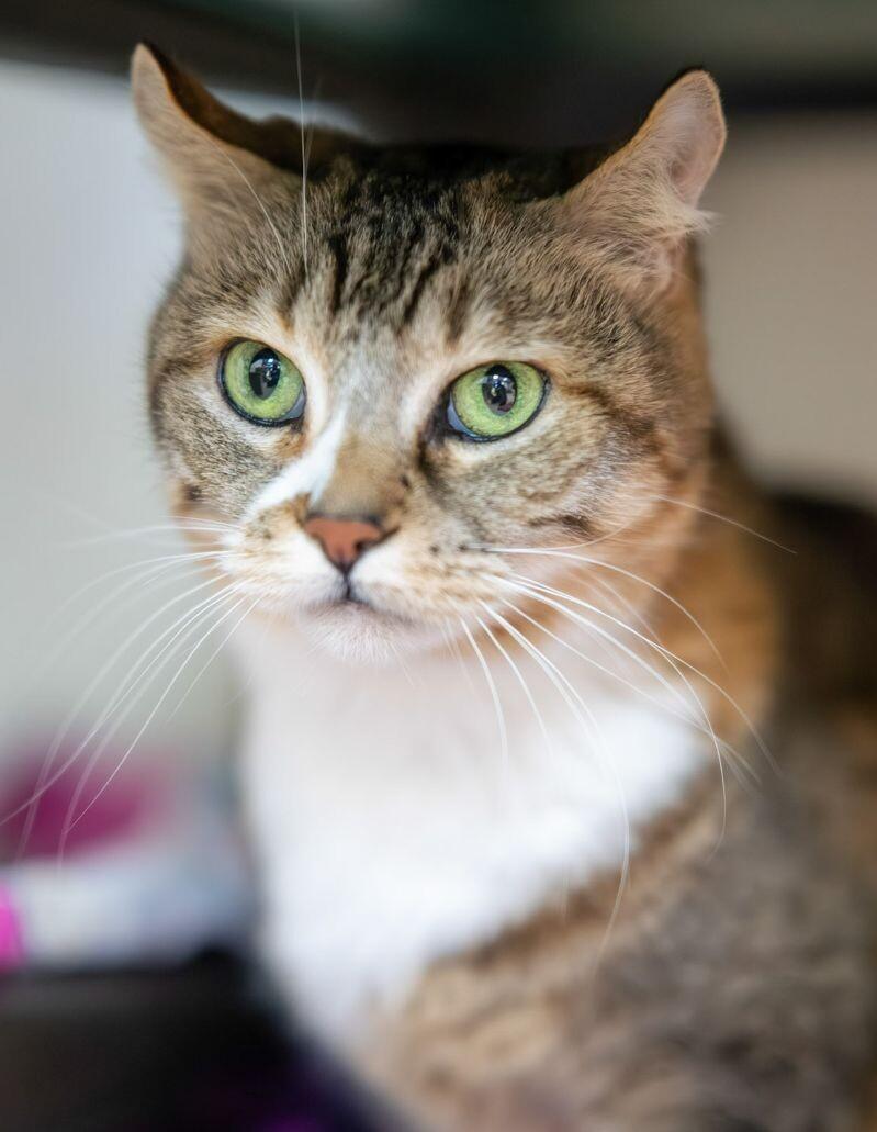 Izzy, Adoptable, Senior Female Domestic Short Hair.