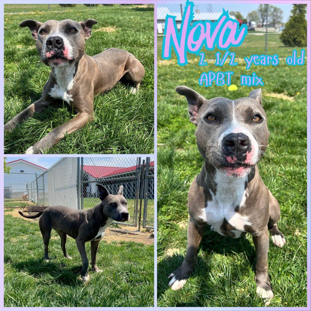 Nova, ADOPTABLE, Adult Female Pit Bull Terrier.