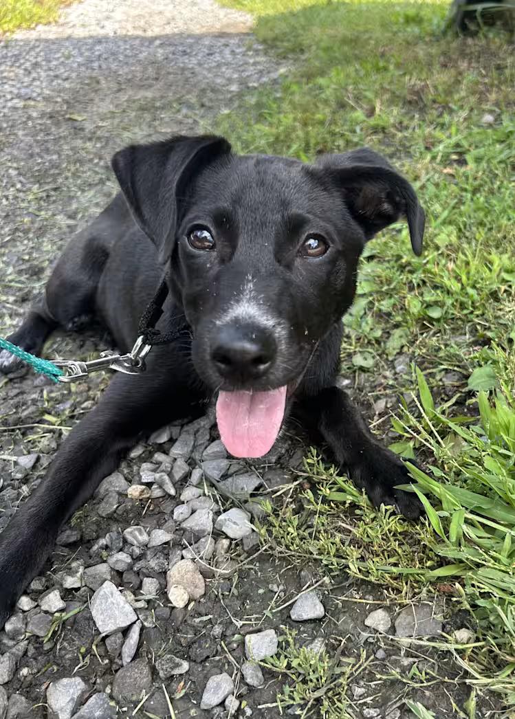 Alameda, Adoptable, Puppy Female Labrador Retriever & Terrier.
