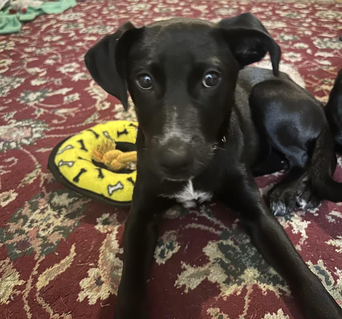 Enlarge Alameda, a Adoptable mixed breed in Mahopac, NY image 2/3