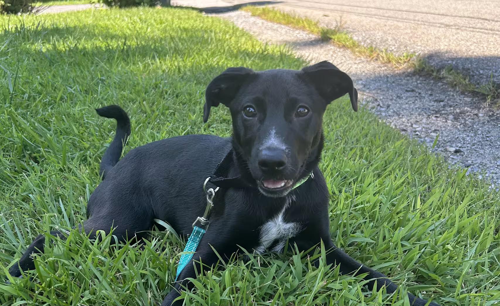 Enlarge Alameda, a Adoptable mixed breed in Mahopac, NY image 3/3