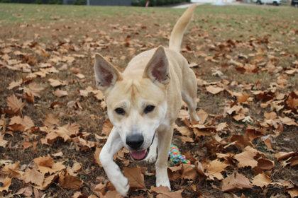 Whitaker, Adoptable, Adult Male Mixed Breed & Mixed Breed.