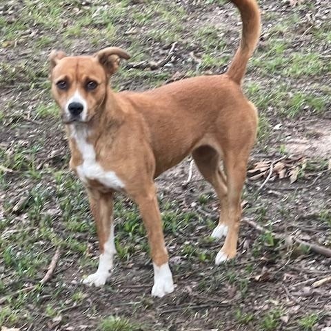 Pepper **COURTESY POST**CONTACT OWNER DIRECTLY***