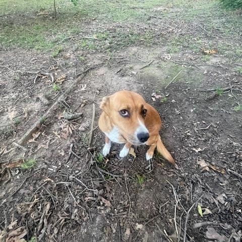 Pepper **COURTESY POST**CONTACT OWNER DIRECTLY***
