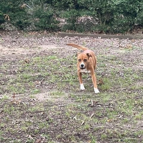 Pepper **COURTESY POST**CONTACT OWNER DIRECTLY***