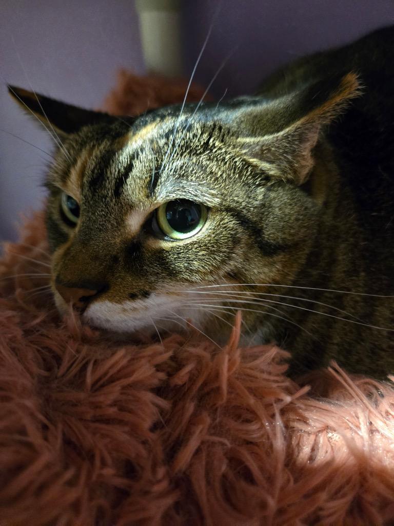 Pixie, Adoptable, Adult Female Domestic Short Hair.