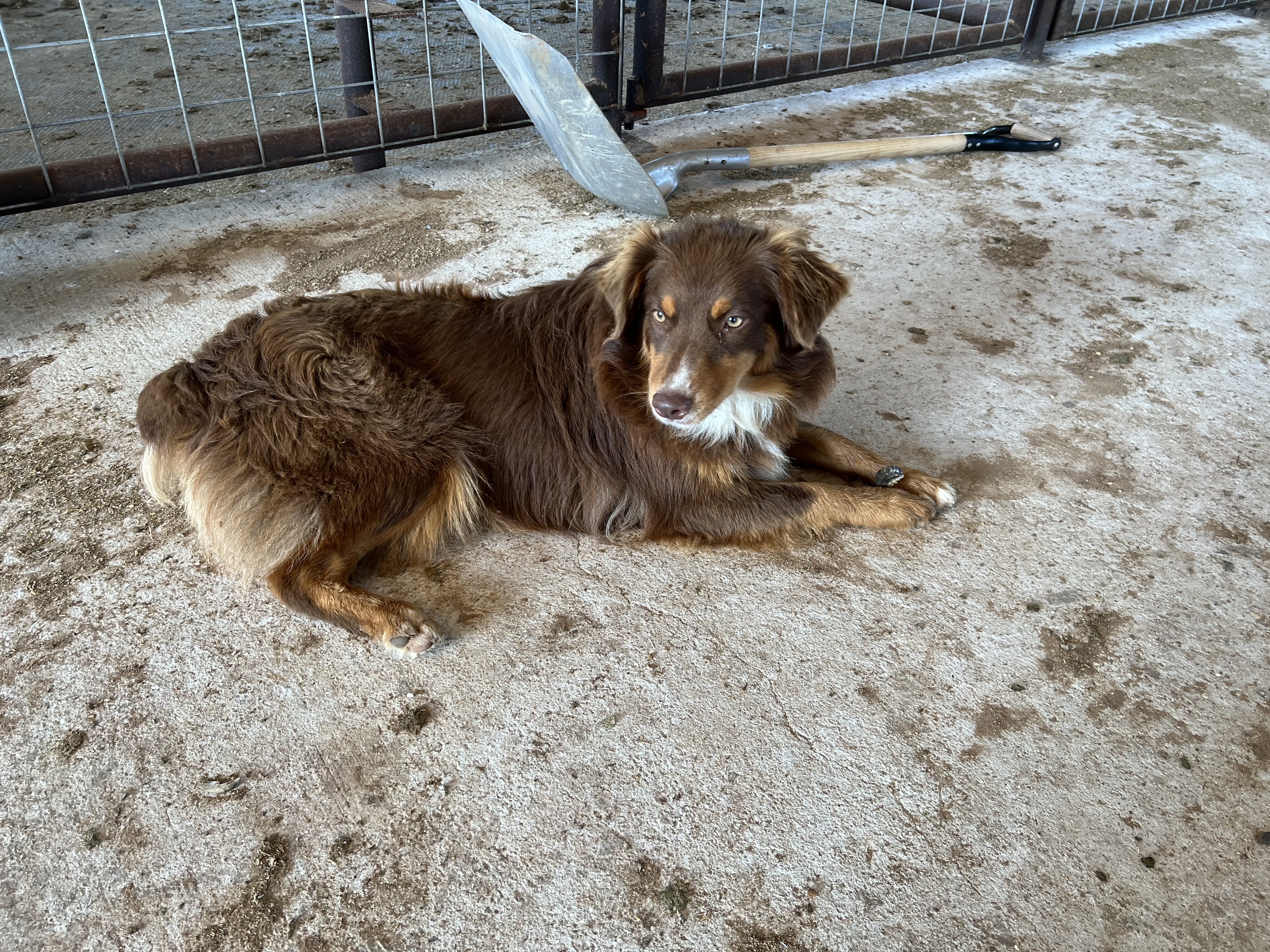 Ruby, Adopted, Young Female Australian Shepherd.