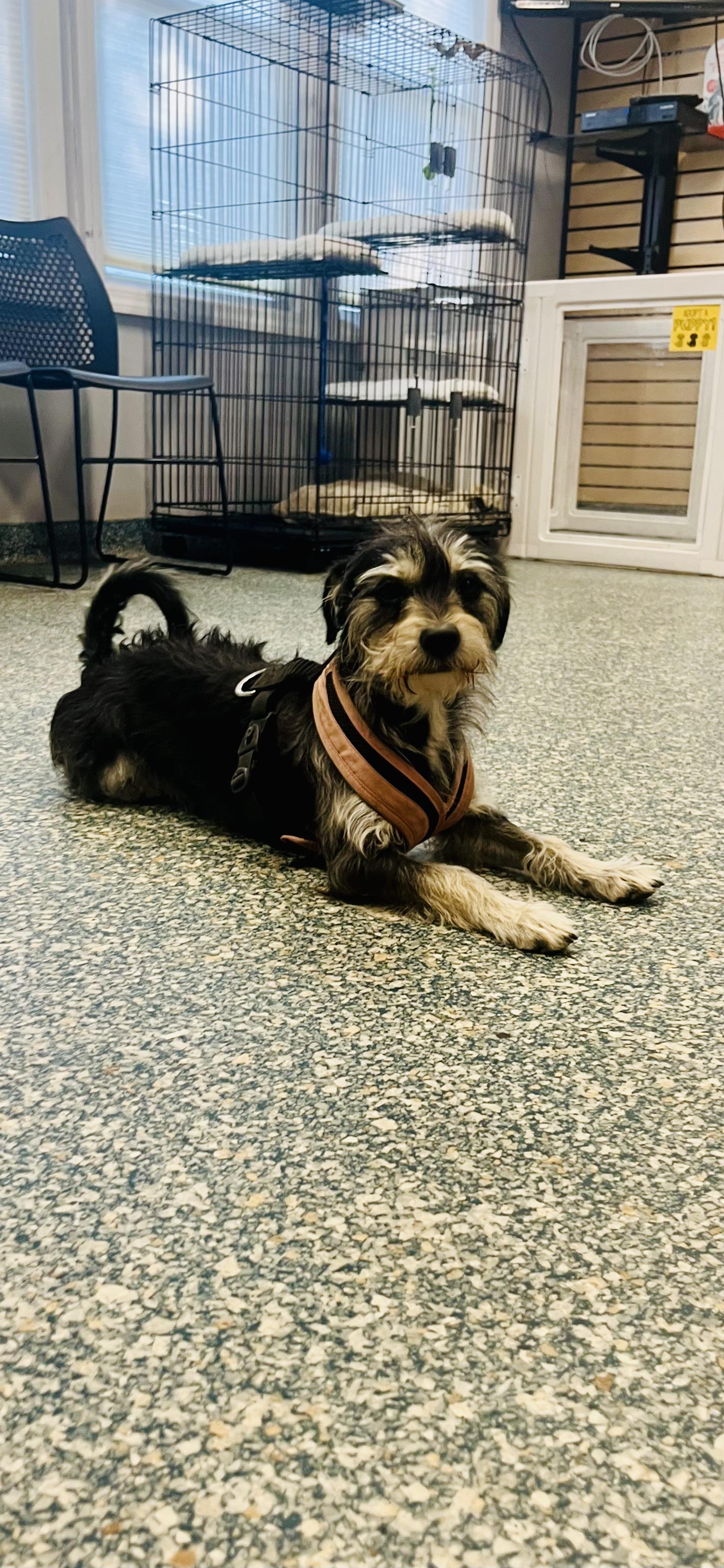 Enlarge George, a Adoptable mixed breed in Huntington Station, NY image 1/1