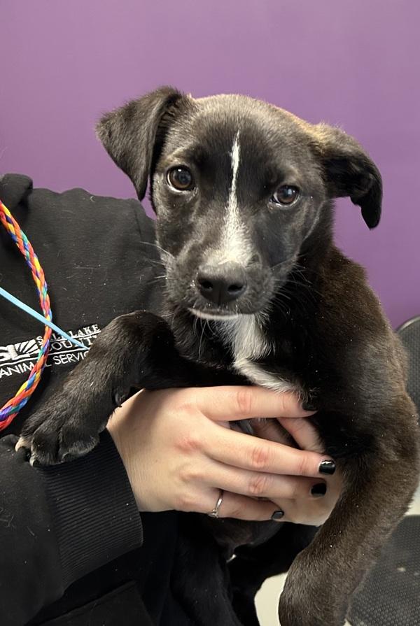 *Watson*, Adoptable, Puppy Male Labrador Retriever.