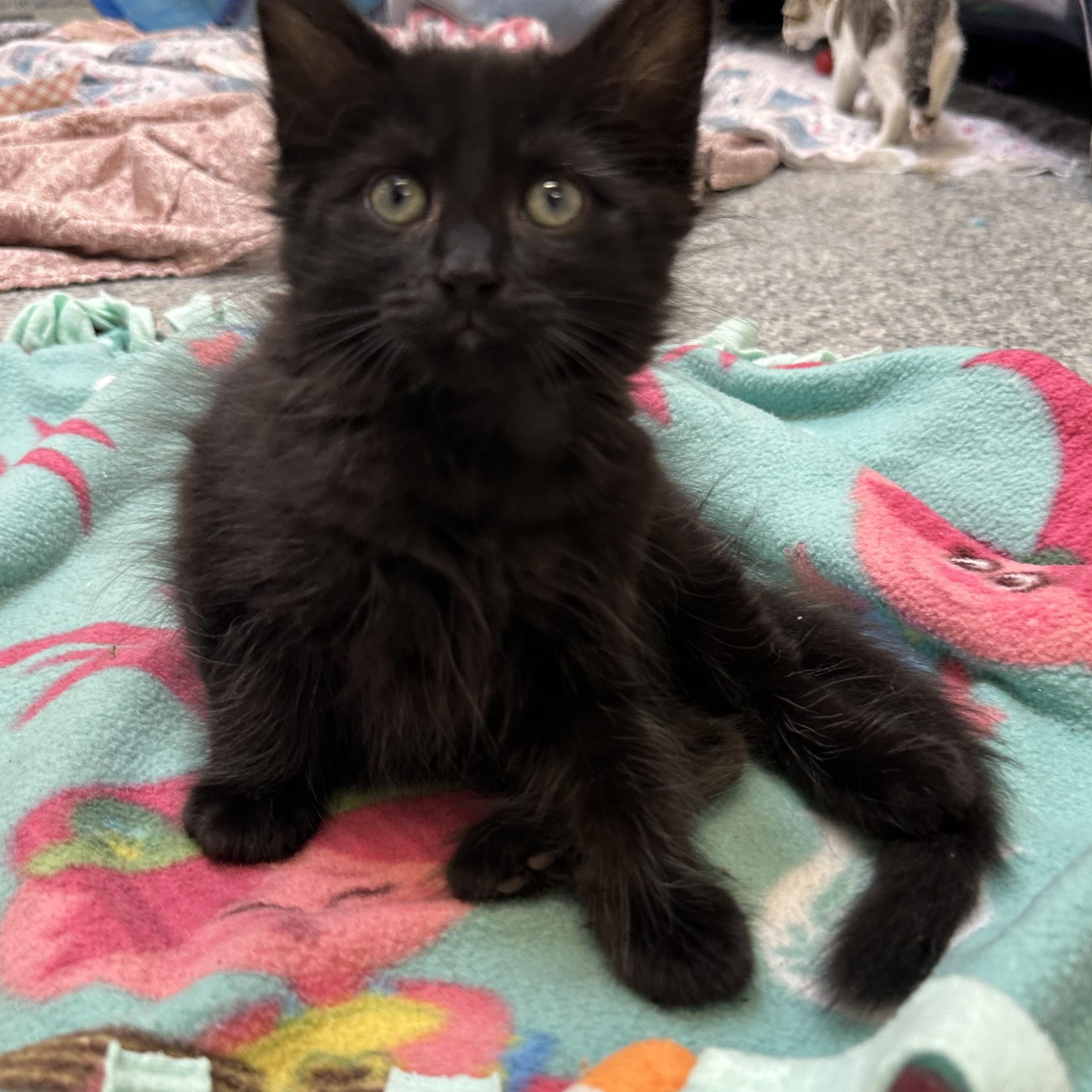 Garrett (ID 51758), adopted, Kitten Male Domestic Medium Hair.