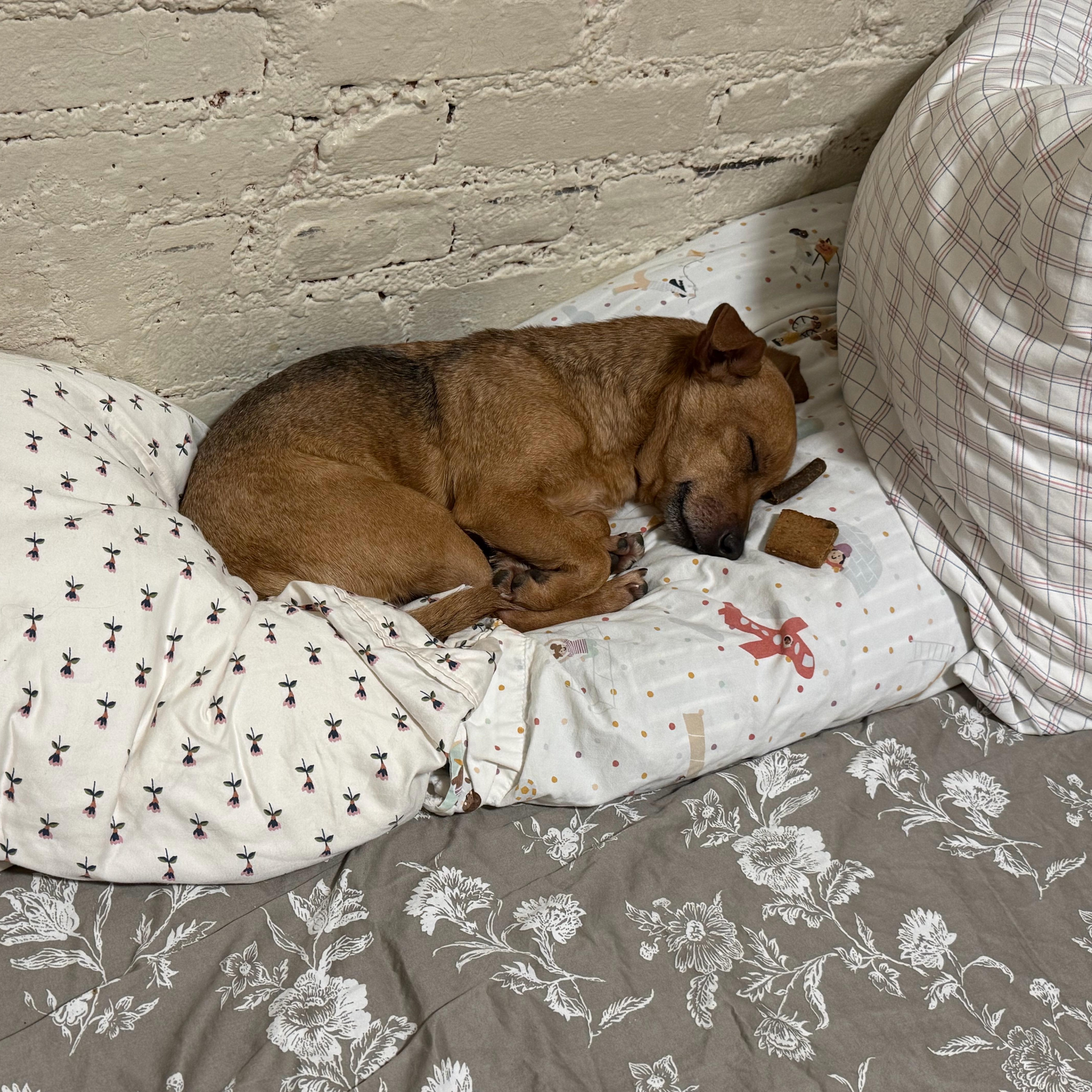 Enlarge KC, a Adoptable Chihuahua in Brooklyn, NY image 3/3