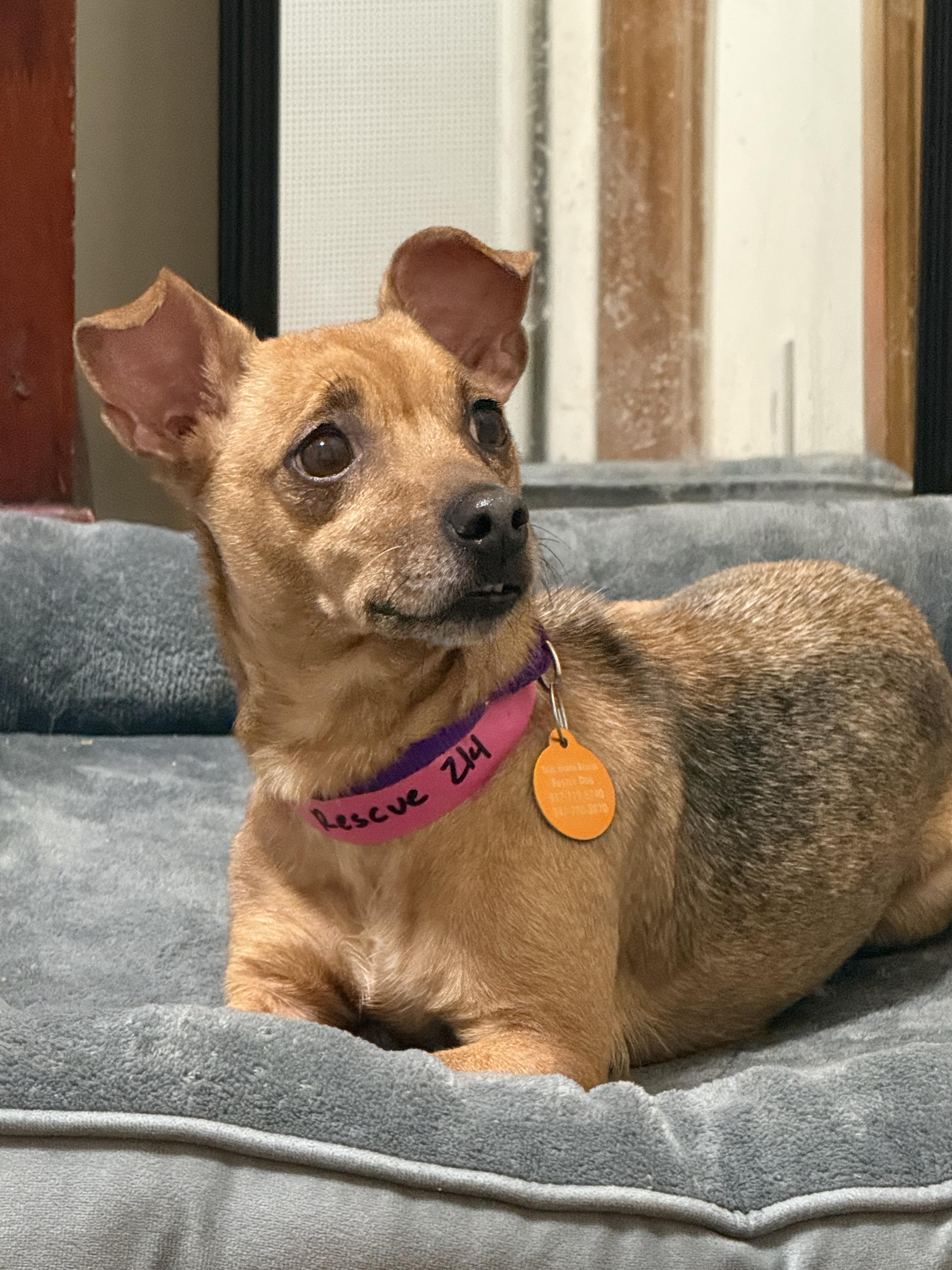 Enlarge KC, a Adoptable Chihuahua in Brooklyn, NY image 2/3