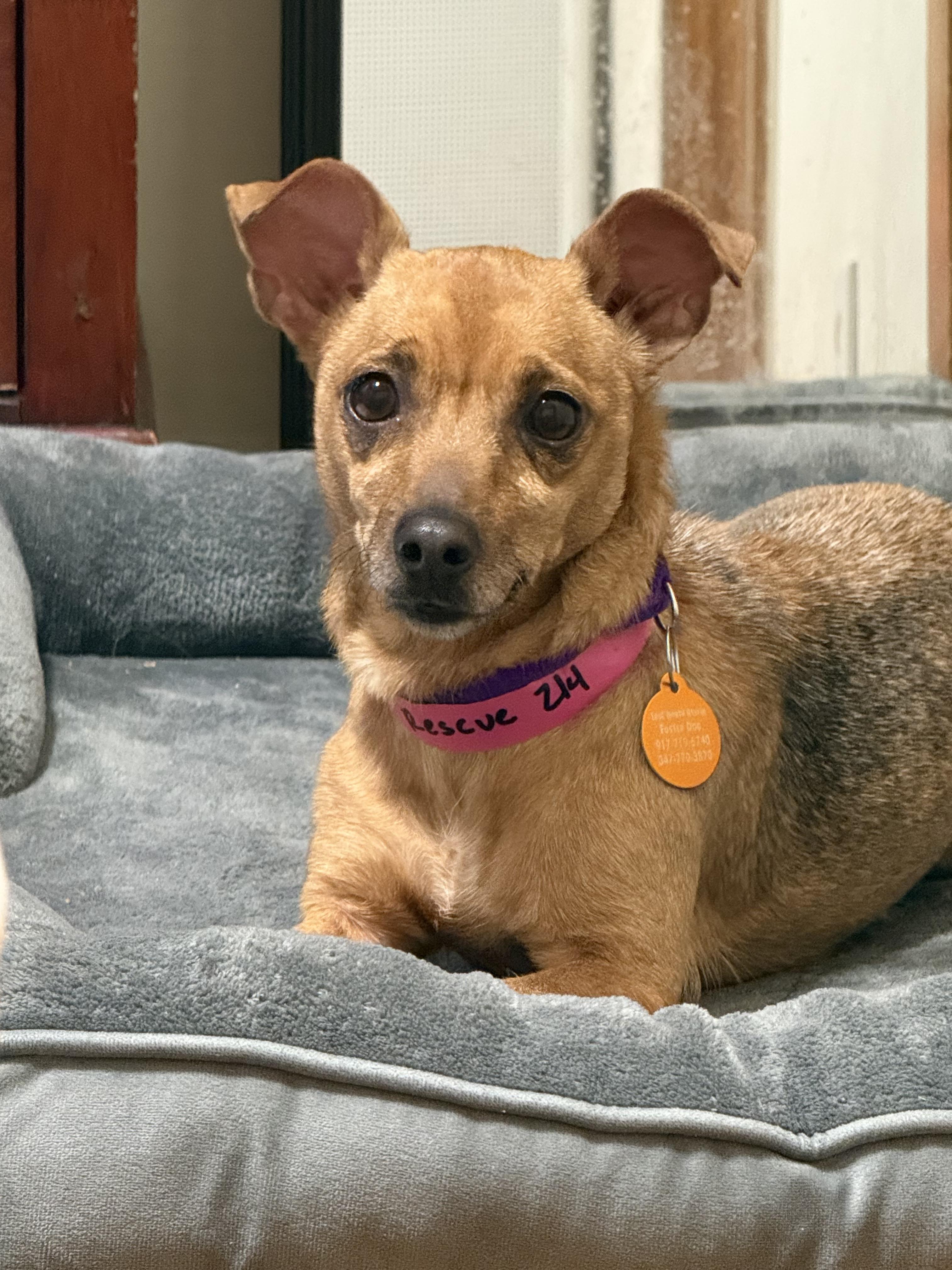 Enlarge KC, a Adoptable Chihuahua in Brooklyn, NY image 1/3