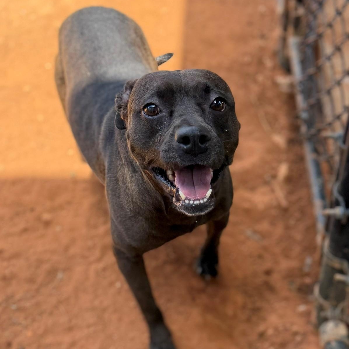 Milly, ADOPTABLE, Adult Female Mixed Breed.