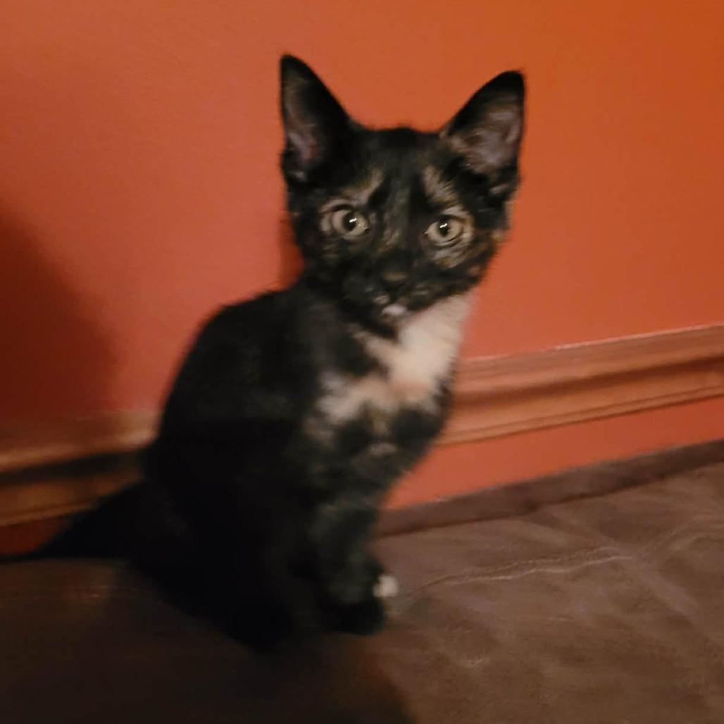 Enlarge Shadow, a Adoptable American Shorthair in Lima, OH image 1/1