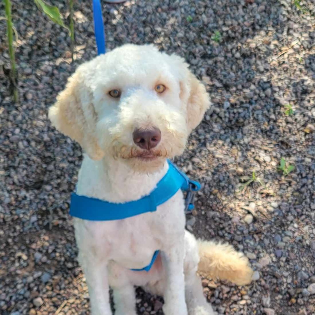 Dog for adoption Kross, a Poodle in Tucson, AZ Petfinder