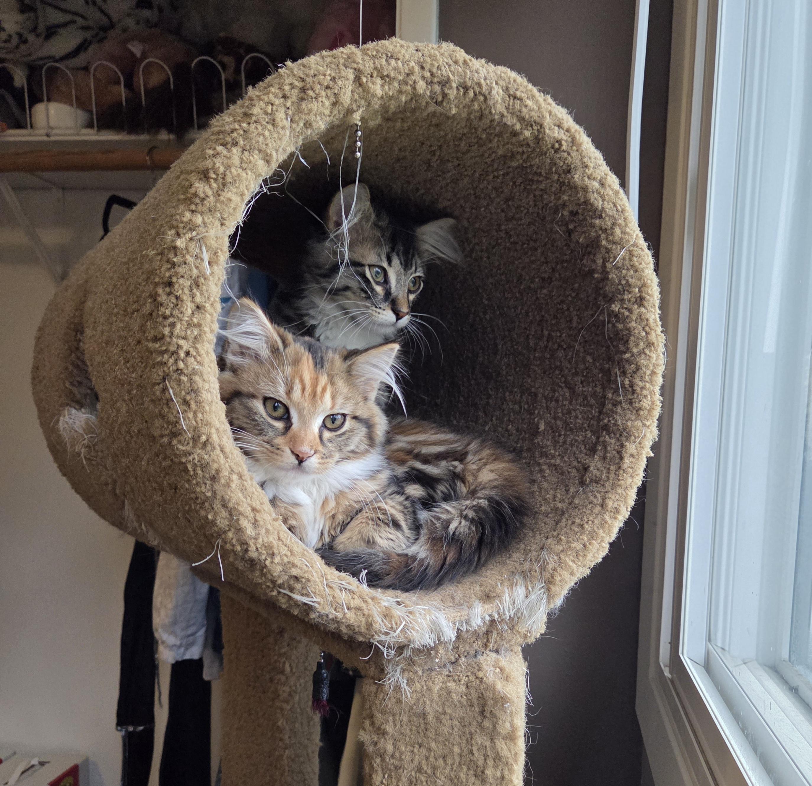 Meet Labubu & Fiona – A Bonded Pair , ADOPTABLE, Young Male Domestic Long Hair.