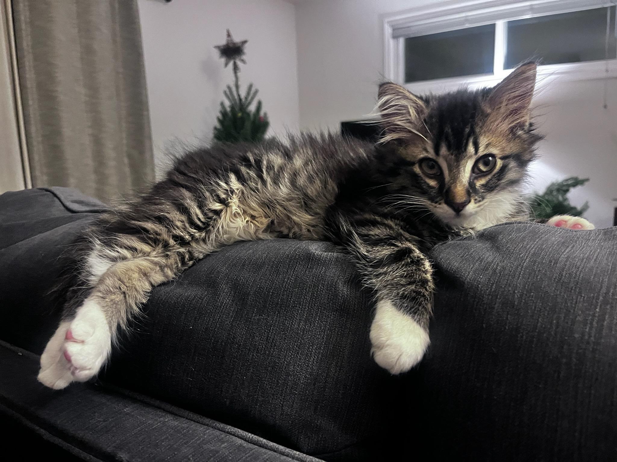 Enlarge Meet Labubu & Fiona – A Bonded Pair , a ADOPTABLE Domestic Long Hair in Seattle, WA image 3/4