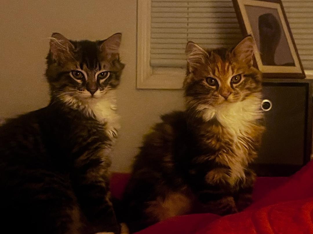 Enlarge Meet Labubu & Fiona – A Bonded Pair , a ADOPTABLE Domestic Long Hair in Seattle, WA image 2/4