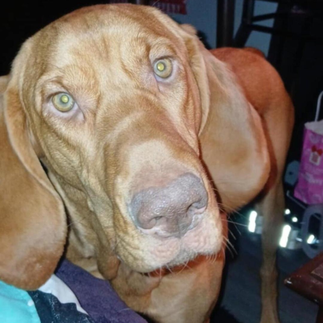 Enlarge Ruby Rue, a Adoptable Bloodhound in Maryville, TN image 1/1