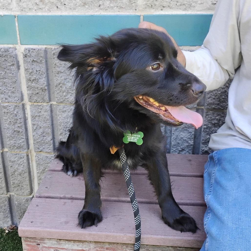 Enlarge NELSON, a Adoptable Spaniel in Pleasanton, CA image 1/6