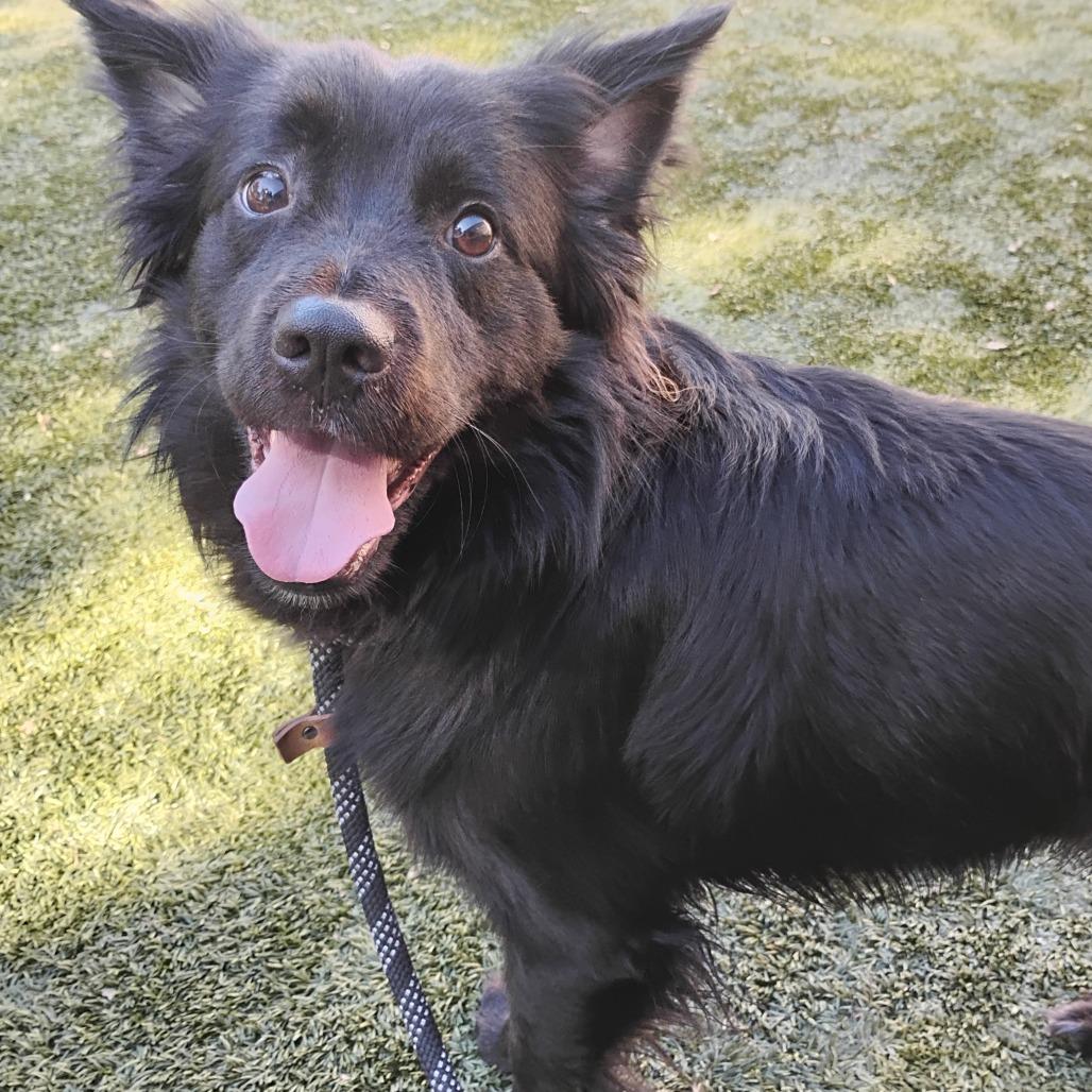Enlarge NELSON, a Adoptable Spaniel in Pleasanton, CA image 2/6