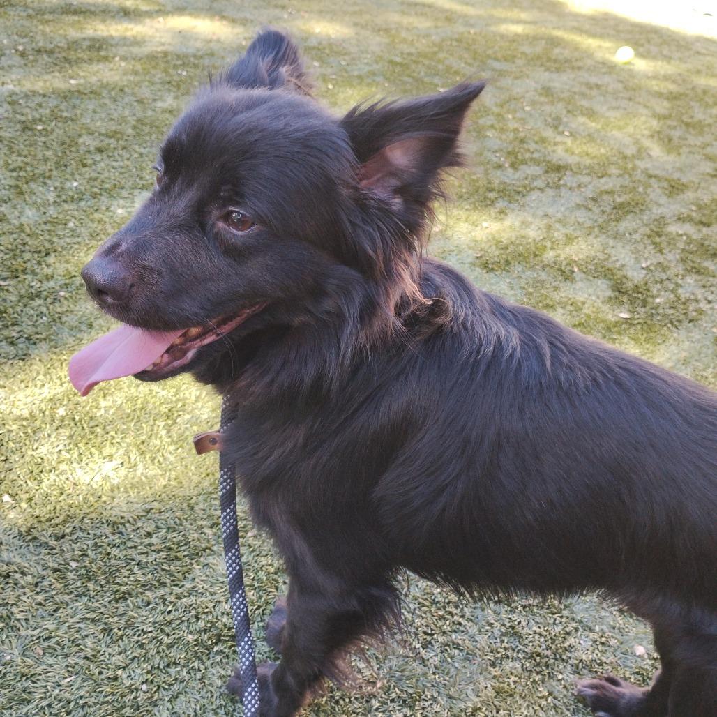 Enlarge NELSON, a Adoptable Spaniel in Pleasanton, CA image 3/6