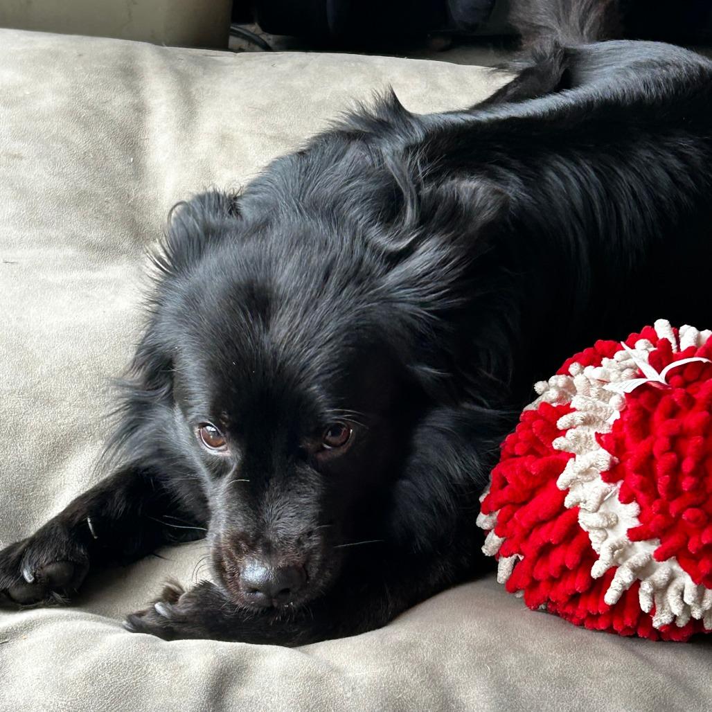 Enlarge NELSON, a Adoptable Spaniel in Pleasanton, CA image 4/6