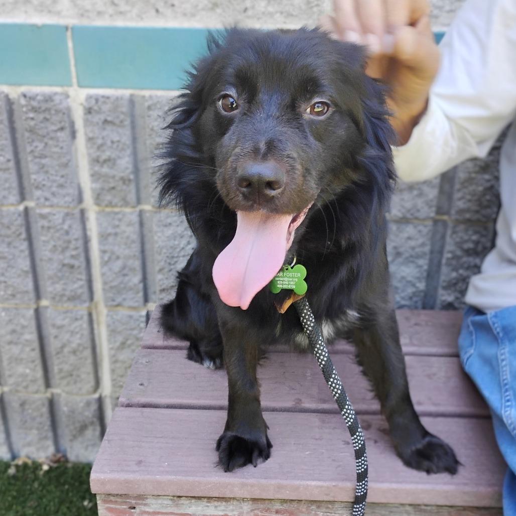 Enlarge NELSON, a Adoptable Spaniel in Pleasanton, CA image 5/6