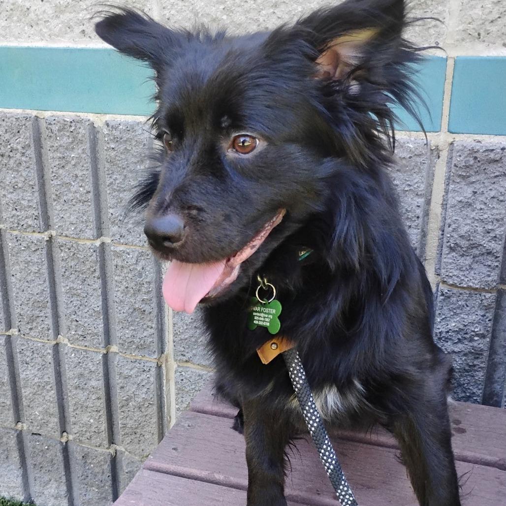 Enlarge NELSON, a Adoptable Spaniel in Pleasanton, CA image 6/6