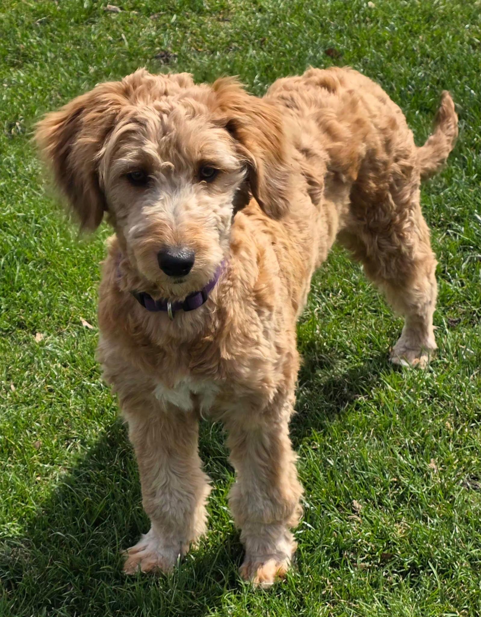 Enlarge Liam, a ADOPTABLE mixed breed in Lisbon, IA image 2/6