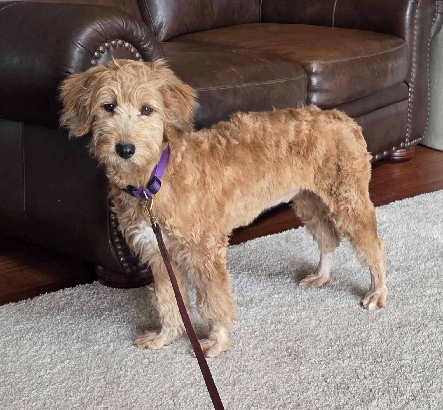 Enlarge Liam, a ADOPTABLE mixed breed in Lisbon, IA image 6/6