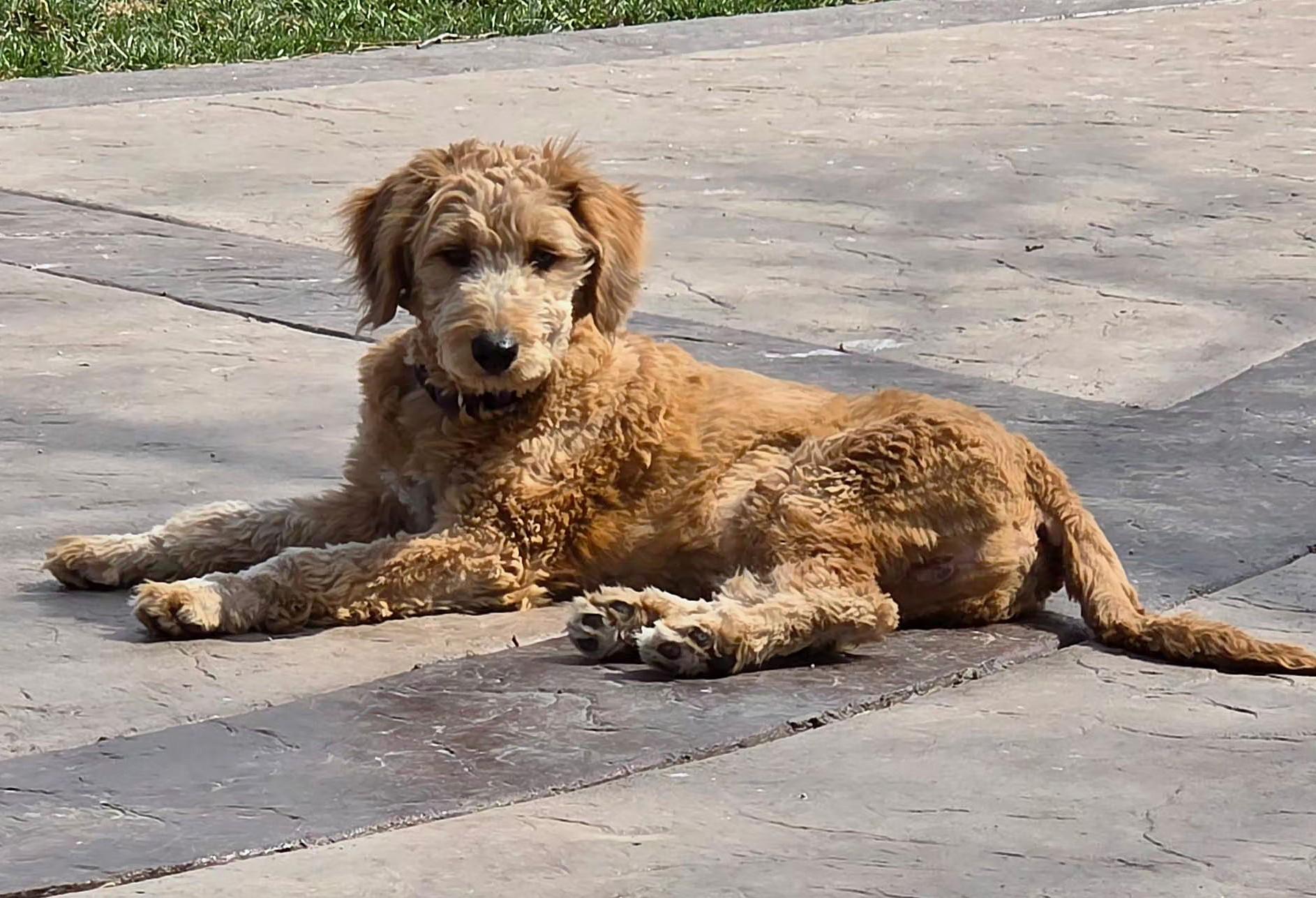 Enlarge Liam, a ADOPTABLE mixed breed in Lisbon, IA image 4/6