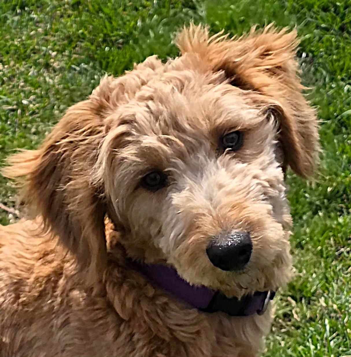 Liam, ADOPTABLE, Puppy Male Goldendoodle.