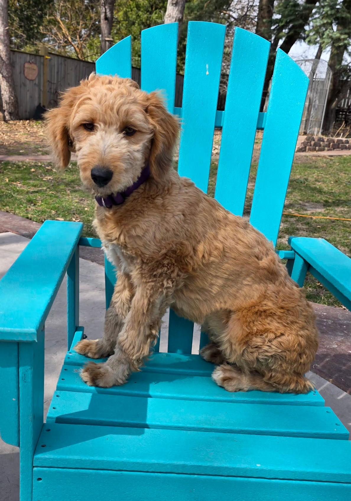 Enlarge Liam, a ADOPTABLE mixed breed in Lisbon, IA image 3/6