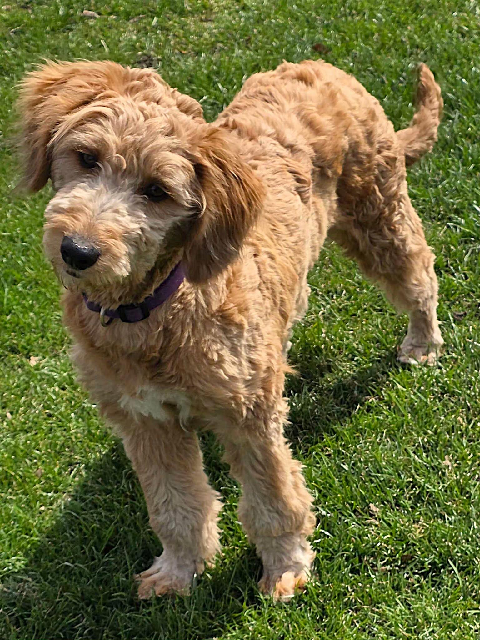 Enlarge Liam, a ADOPTABLE mixed breed in Lisbon, IA image 5/6