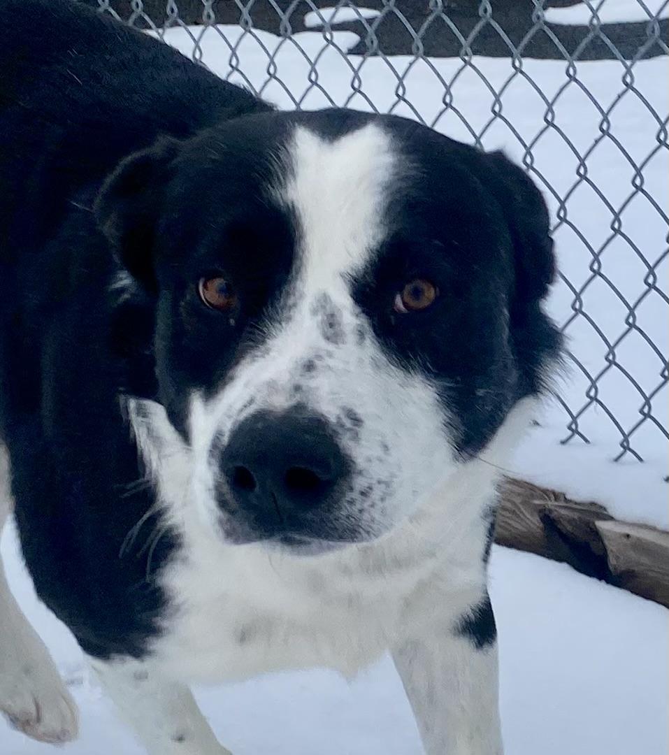 Enlarge Tiny, a ADOPTABLE Border Collie in Glasgow, KY image 3/3
