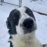 Enlarge Tiny, a ADOPTABLE Border Collie in Glasgow, KY image 1/3