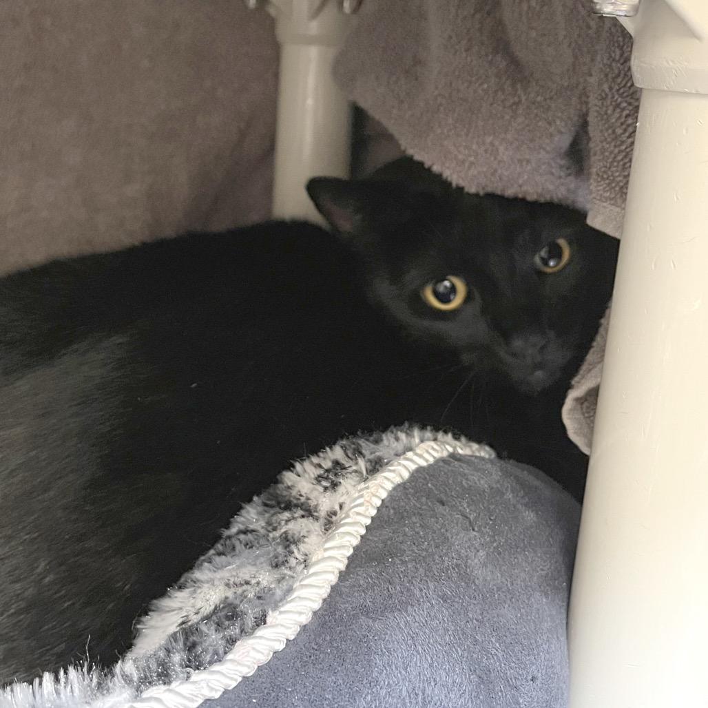 Enlarge Dabi, a Adoptable Domestic Short Hair in York, PA image 1/2