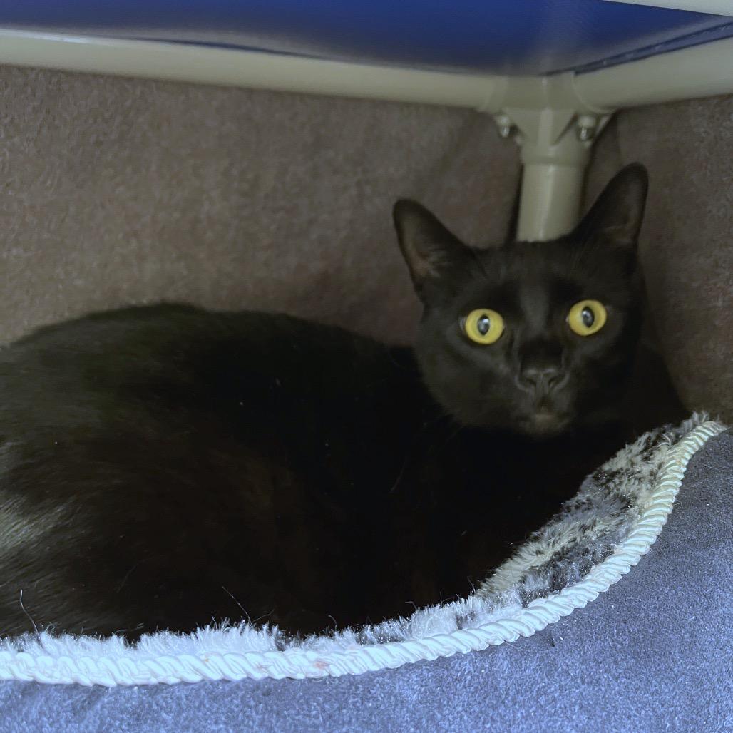 Enlarge Dabi, a Adoptable Domestic Short Hair in York, PA image 2/2