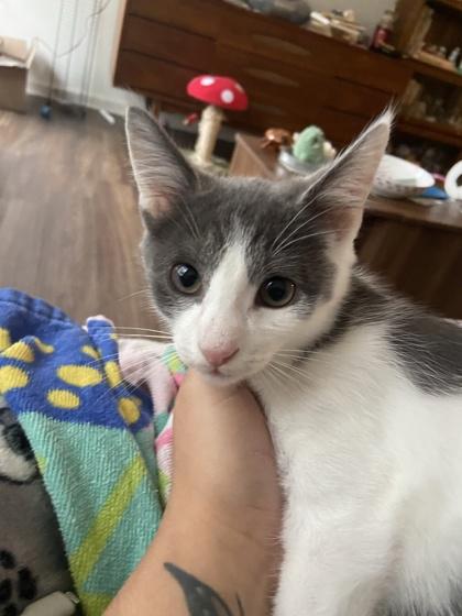 Gaston, Adoptable, Young Male Domestic Short Hair & Domestic Short Hair.
