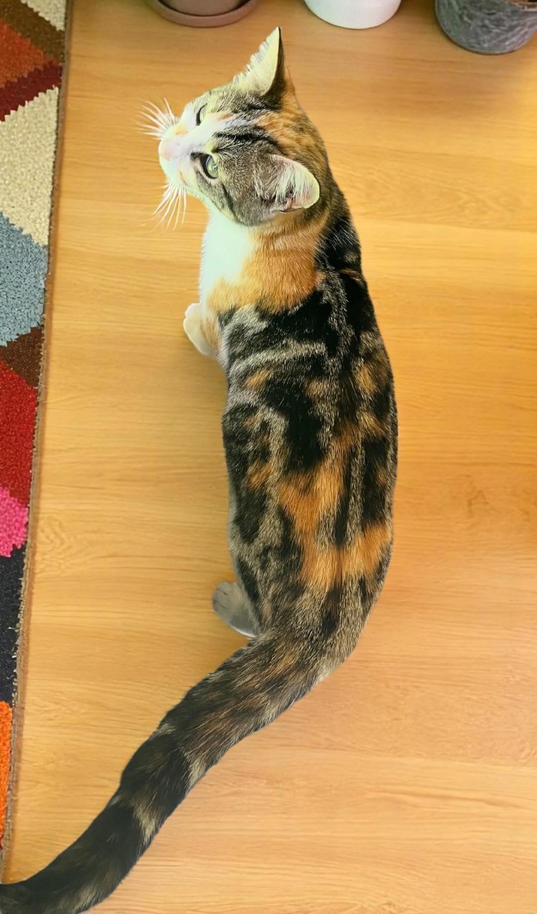 Penelope-i'm A Caliby (calico/tabby)!!! thumbnail 6