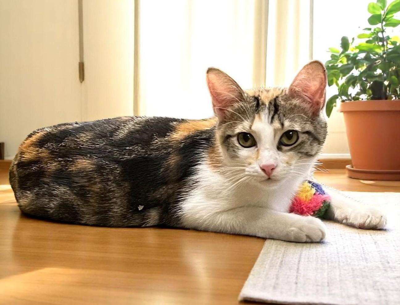 Penelope-i'm A Caliby (calico/tabby)!!! photo 1